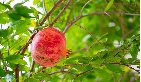 عکس انار ژله ای