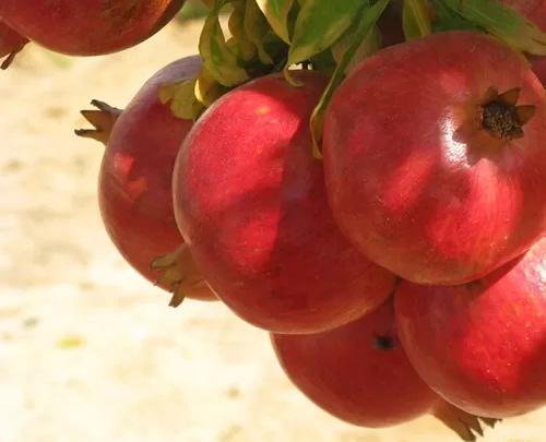 عکس انار ژله ای