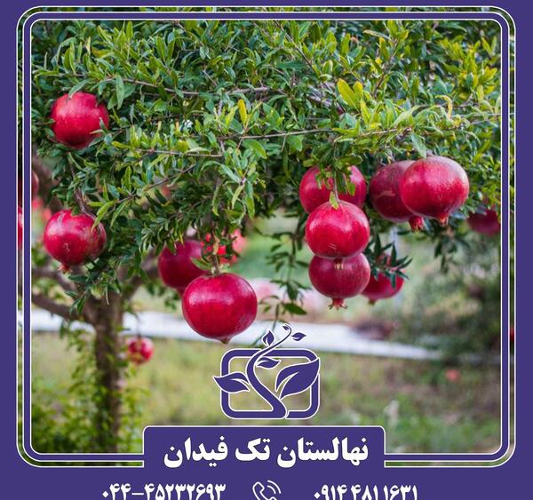 عکس انار ژله ای