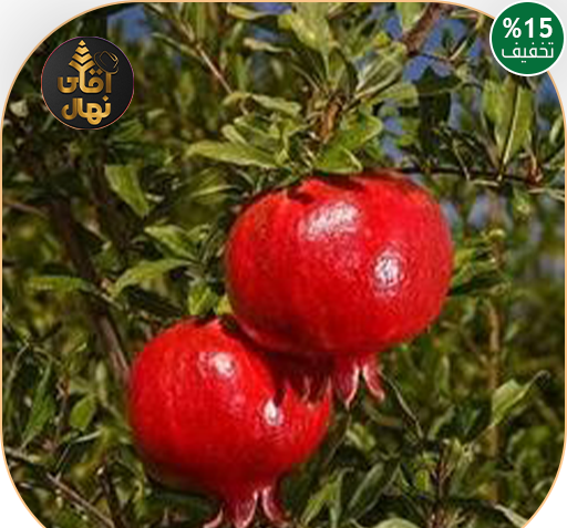 عکس انار ژله ای