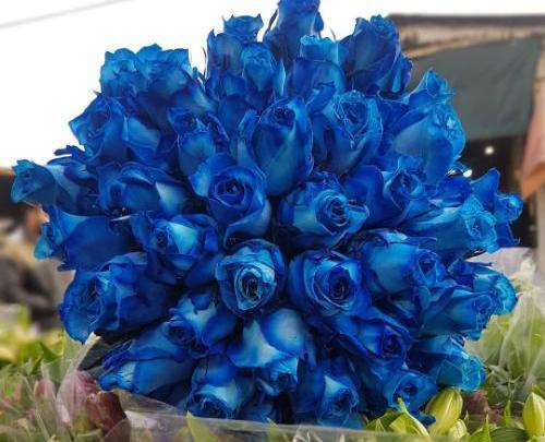 عکس رز آبی زیبا