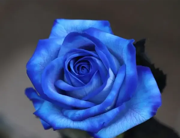 عکس رز آبی زیبا