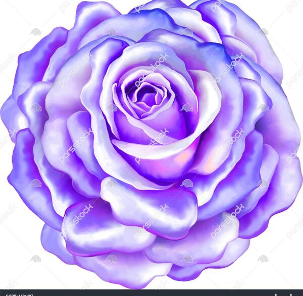 عکس رز آبی زیبا