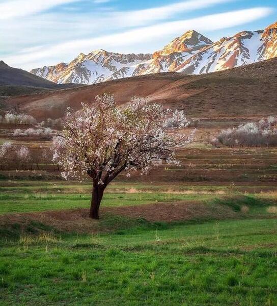 عکس زیبا بهار