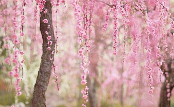 عکس زیبا بهار