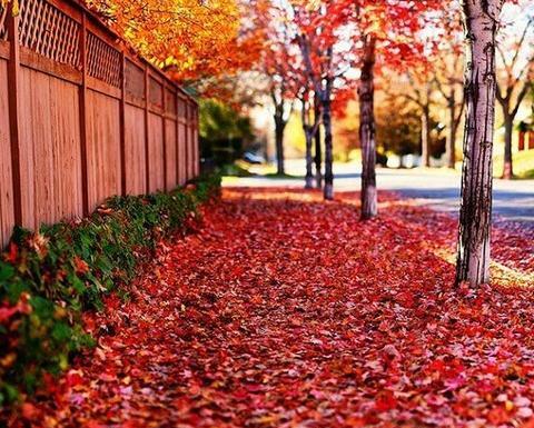 عکس های زیبا از پاییز