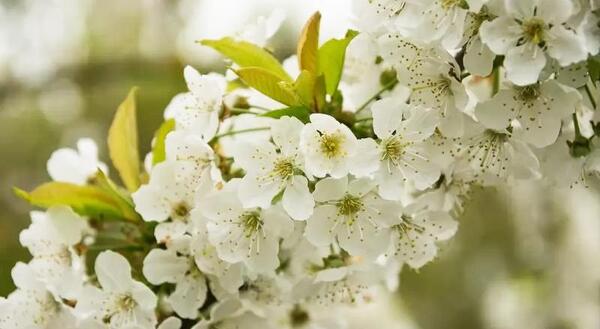 عکس زیباترین گل جهان واقعی