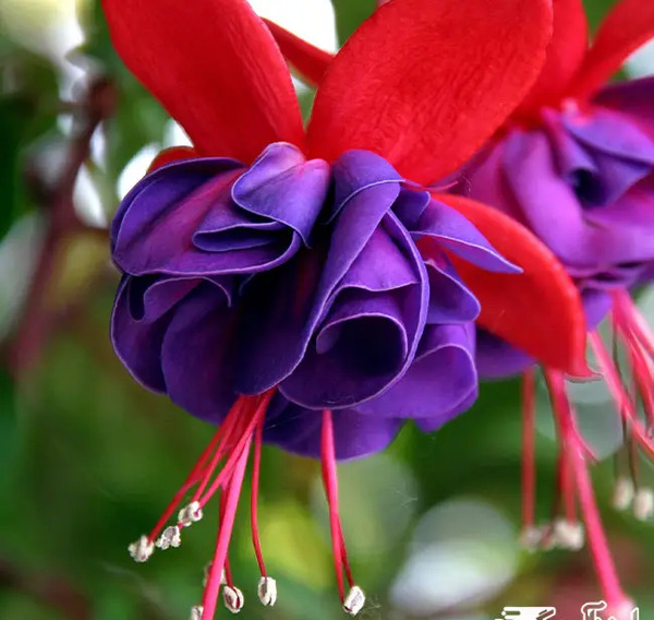 عکس زیباترین گل جهان واقعی