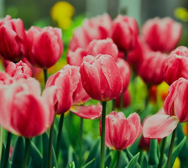 عکسهای طبیعت و گلهای زیبا