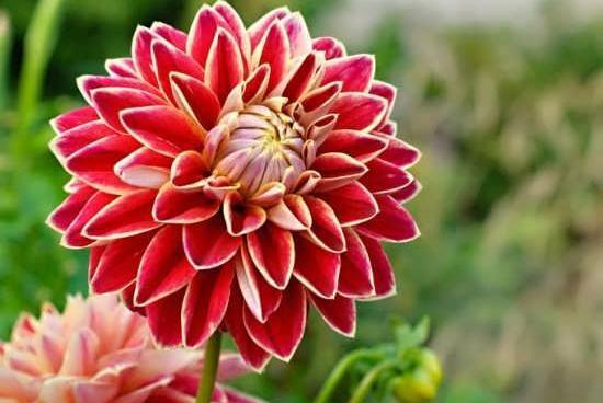 عکس از گل طبیعی زیبا