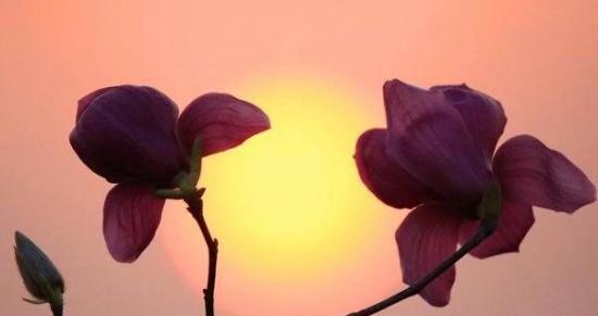 عکس طبیعت زیبای چین