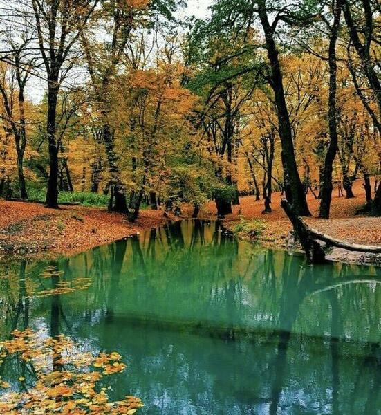 عکس های زیبا از جنگل و طبیعت