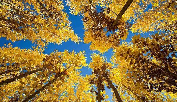 عکس های زیبای طبیعت پاییزی