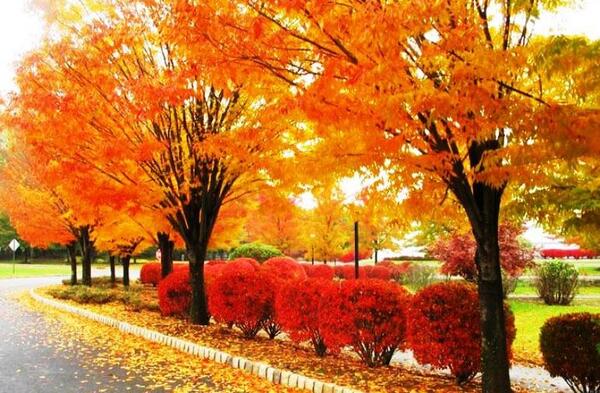عکس های زیبای طبیعت پاییزی