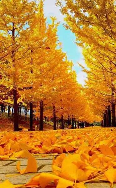 عکس تصاویر زیبا از پاییز طبیعت واقعی