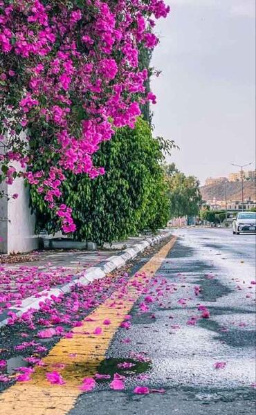 عکس پروفایل منظره زیبا از طبیعت