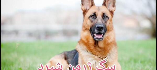 عکس رونالدو سگش