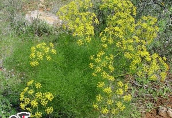عکس خواص عرق رازیانه
