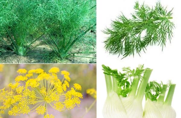 عکس داروی گیاهی رازیانه