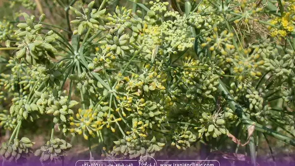 عکس داروی گیاهی رازیانه