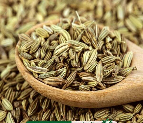 عکس داروی گیاهی رازیانه