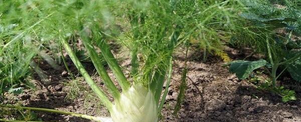 عکس داروی گیاهی رازیانه