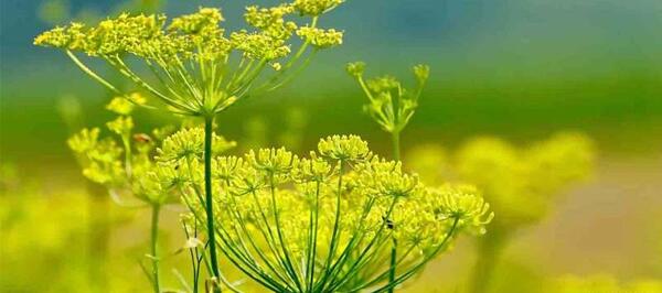 عکس رازیانه چگونه است