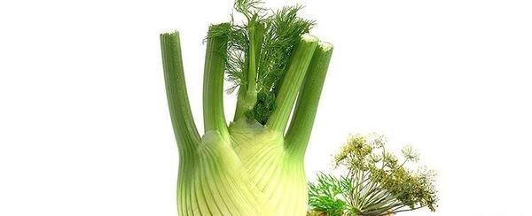 عکس رازیانه چگونه است