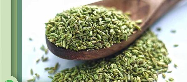 عکس رازیانه چگونه است