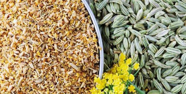 عکس رازیانه چگونه است