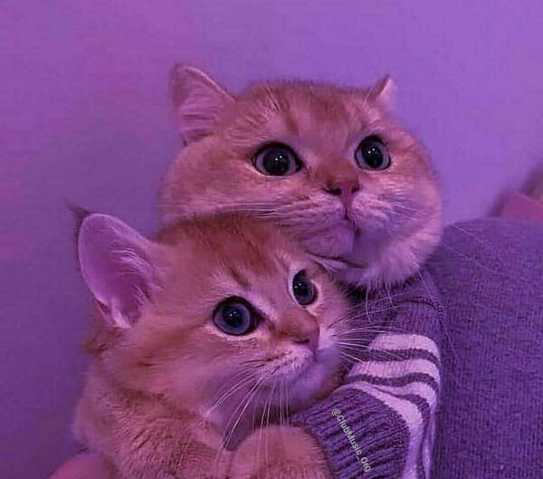 عکس رفیق کیوت ویسگون
