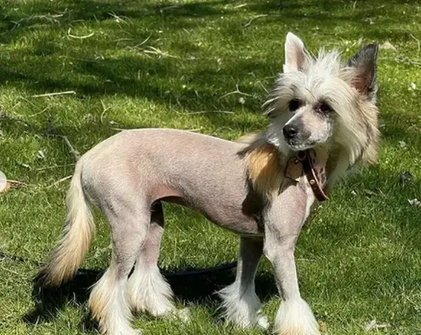 عکس رونالدو با سگ