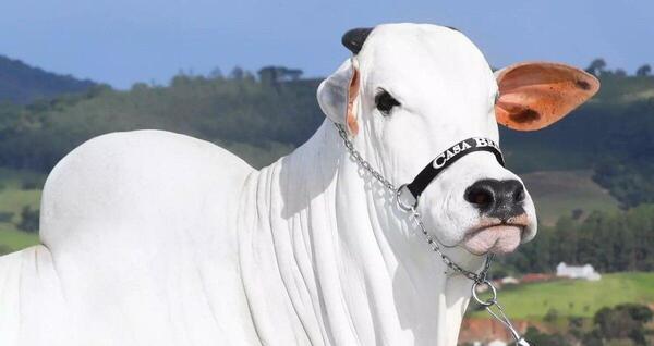 عکس حیوان خانگی رونالدو