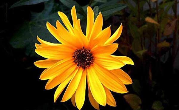 عکس گل های زیبا و رمانتیک