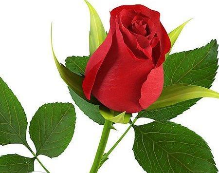 عشق رمانتیک عکس گل زیبا