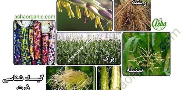عکس برگ گیاه ذرت