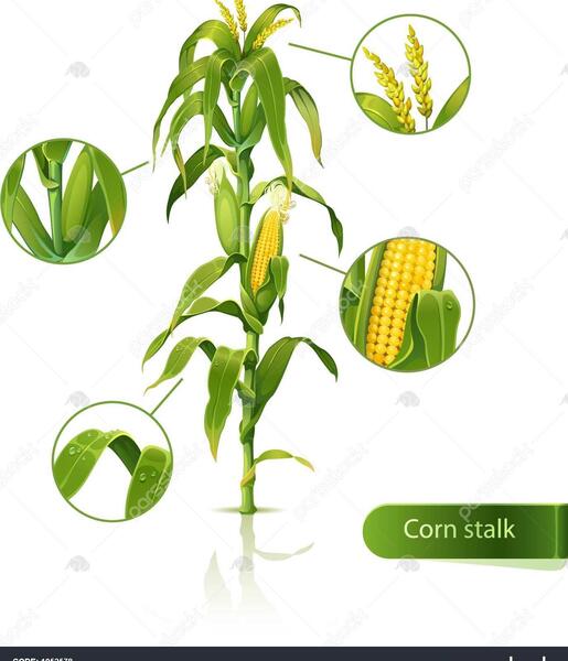 عکس برگ گیاه ذرت