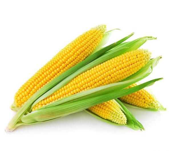عکس برگ گیاه ذرت