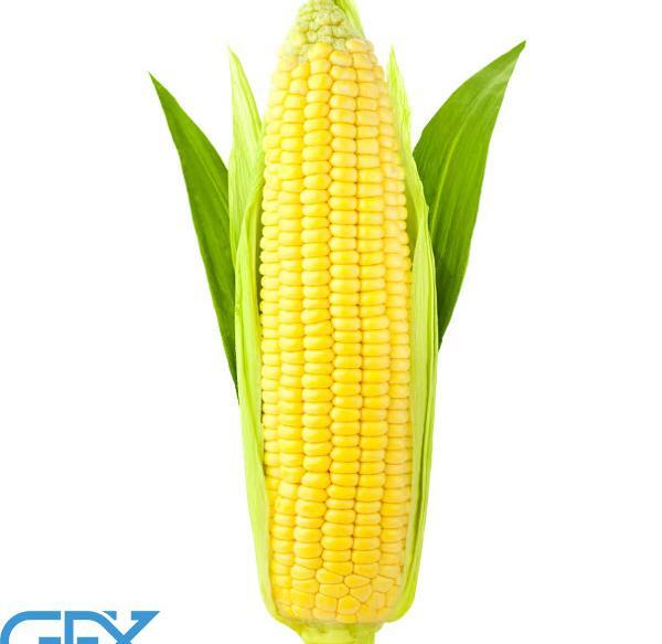 عکس ذرت برای کاردستی