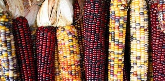عکس ذرت برای کاردستی