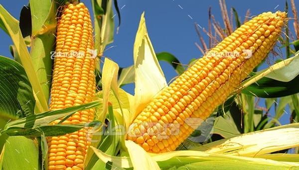 عکس ذرت برای کاردستی
