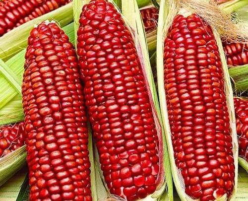 عکس ذرت برای کاردستی