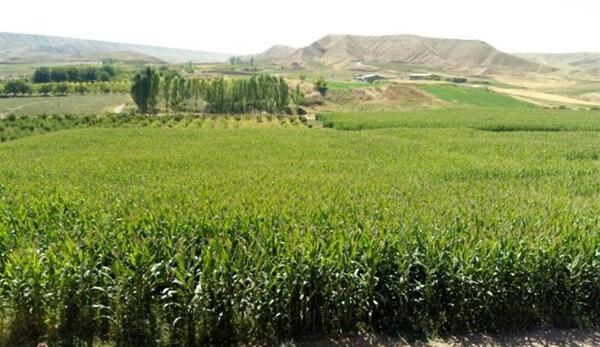عکس علوفه ذرت