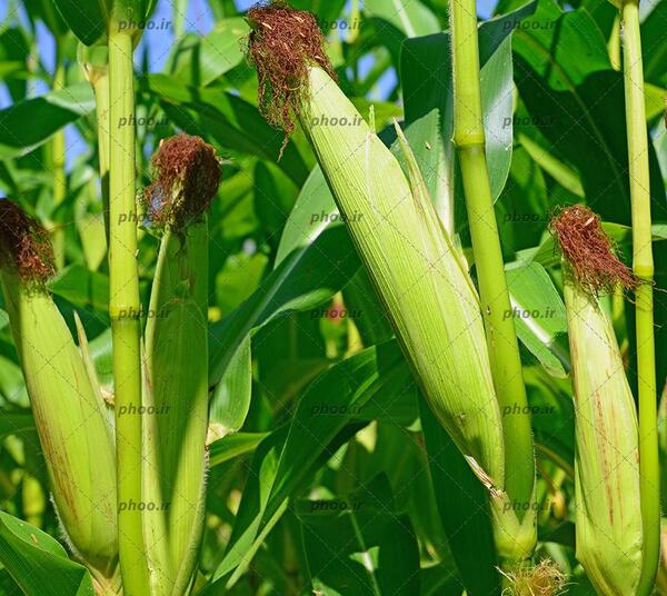 عکس ذرت نقاشی کودکانه