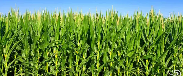 عکس از مزرعه ذرت