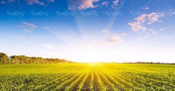 عکس از مزرعه ذرت