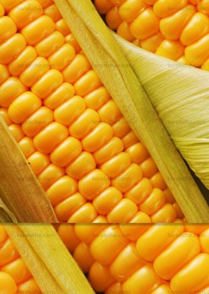 عکس ذرت مکزیکی برای استوری