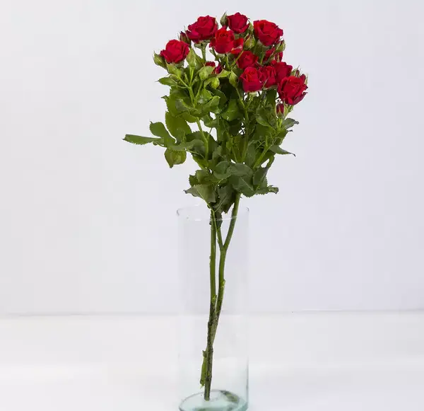 عکس از یک دسته گل زیبا