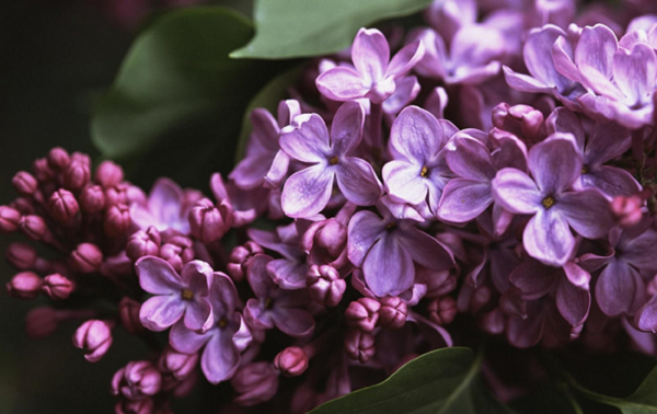 عکس دسته گل یاسی