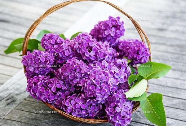 عکس دسته گل یاسی